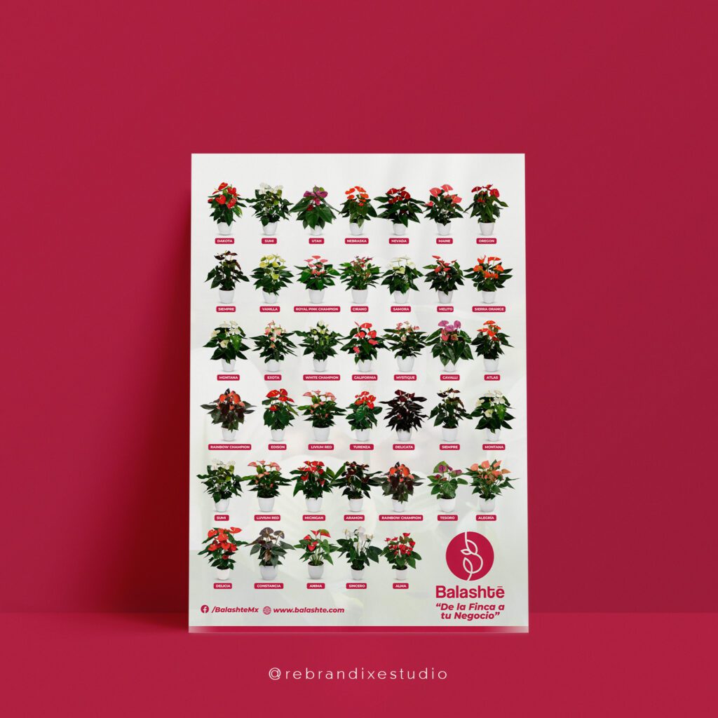 Diseño de catálogo y branding de productos para empresa de orquídeas Balashté