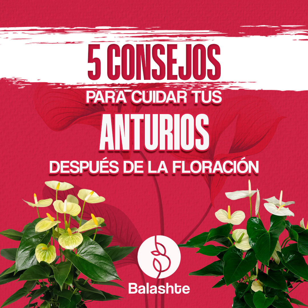 BALASTHE-BANNER-02-de-julio